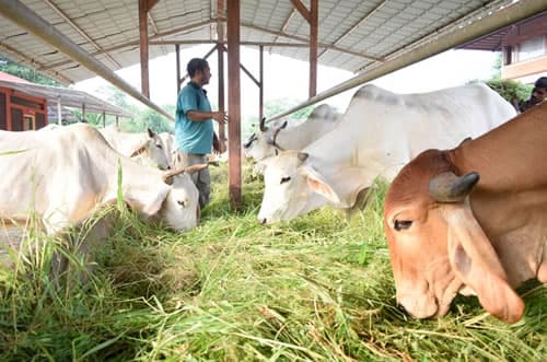 Cows in the goshala